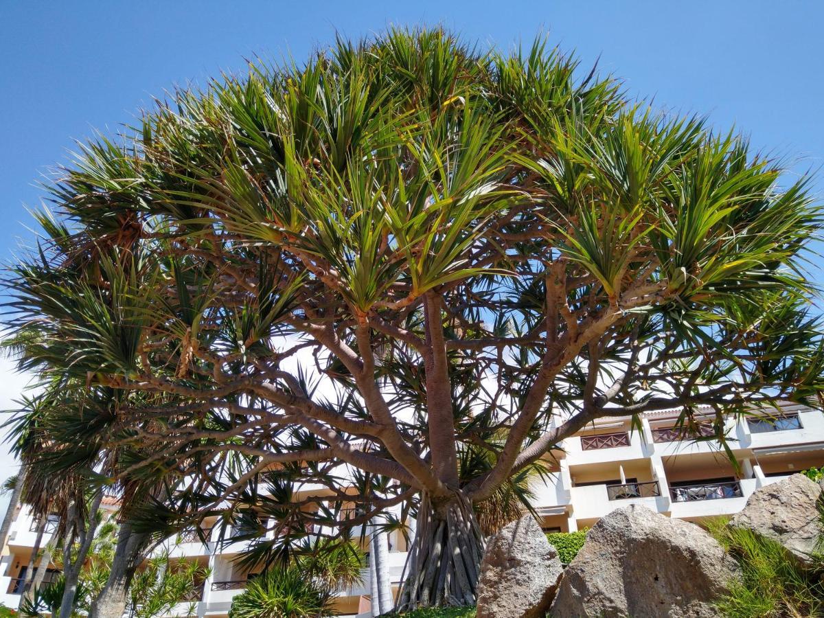 Forest Flat - Big Heated Pool, Terrace, Tv Channels, Golf Courses San Miguel de Abona Exterior photo